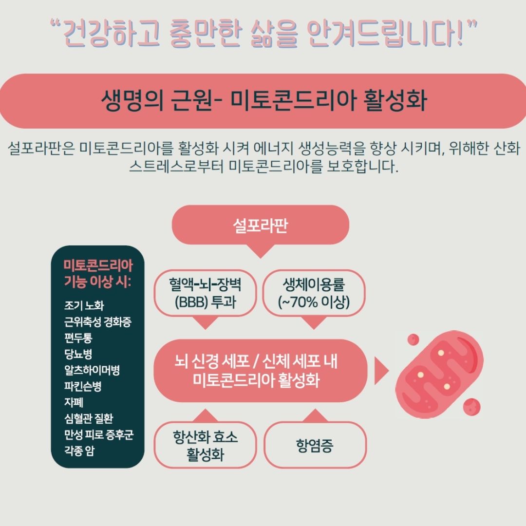 브로콜리새싹 추출 설포라판, 설포유 프라임 포뮬러